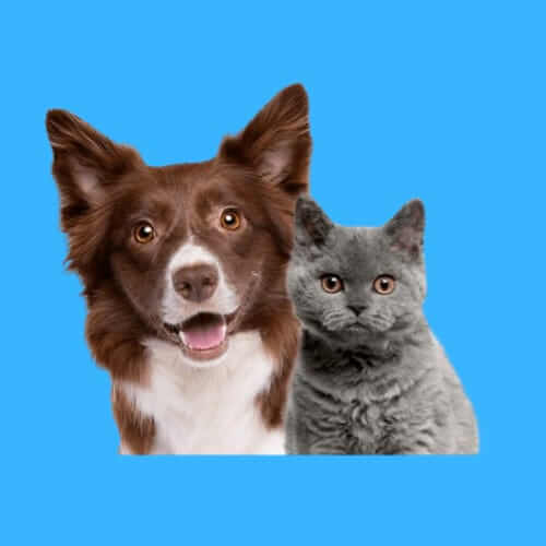 Pets
