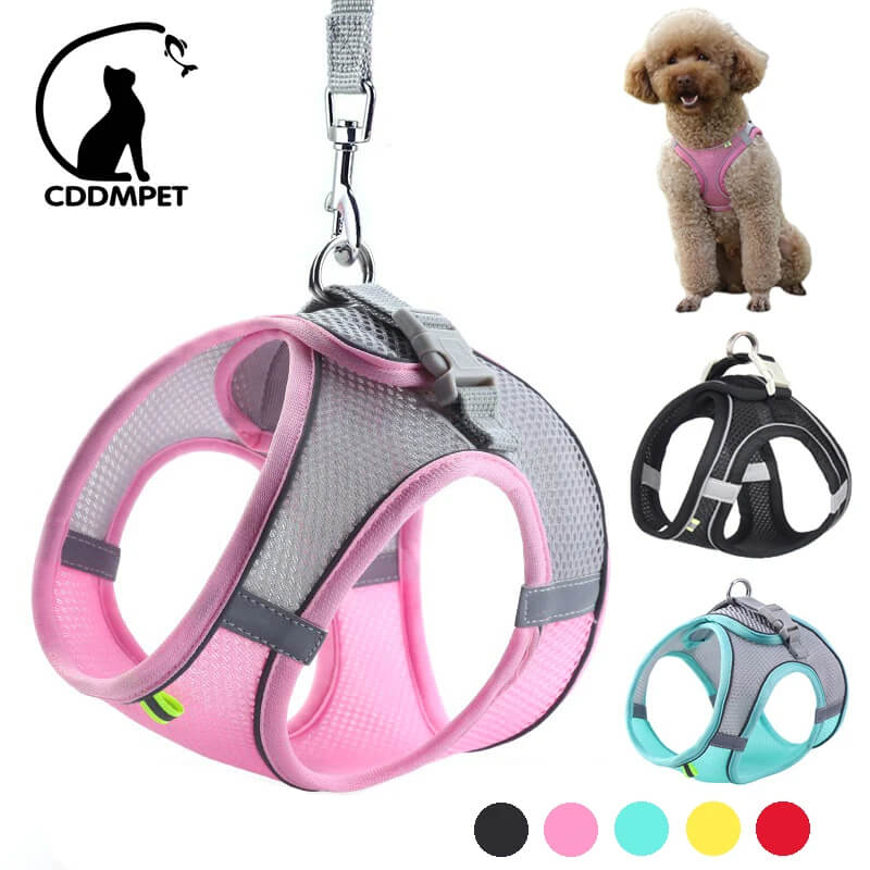 Coleira MiniStar Para Cães Pequenos