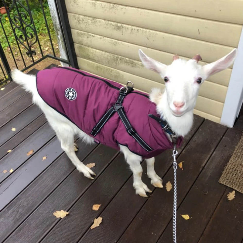 Jaqueta Impermeável ColossusCover Para Cães