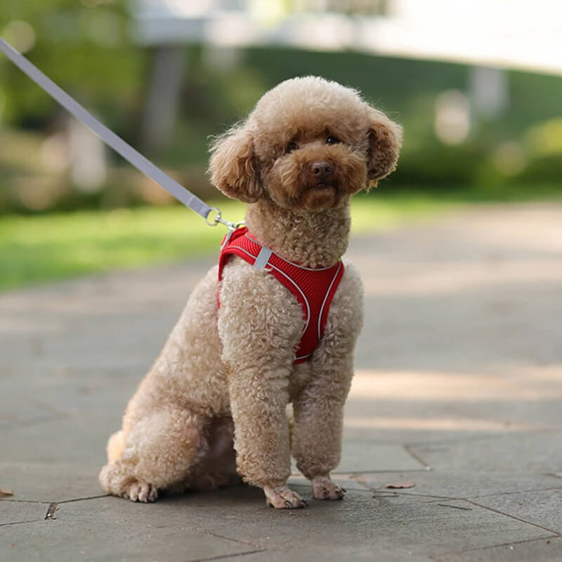 Coleira MiniStar Para Cães Pequenos