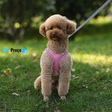Pet Conforto e Estilo