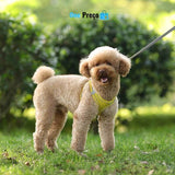 Pet Conforto e Estilo