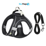 Pet Conforto e Estilo