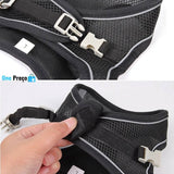 Pet Conforto e Estilo
